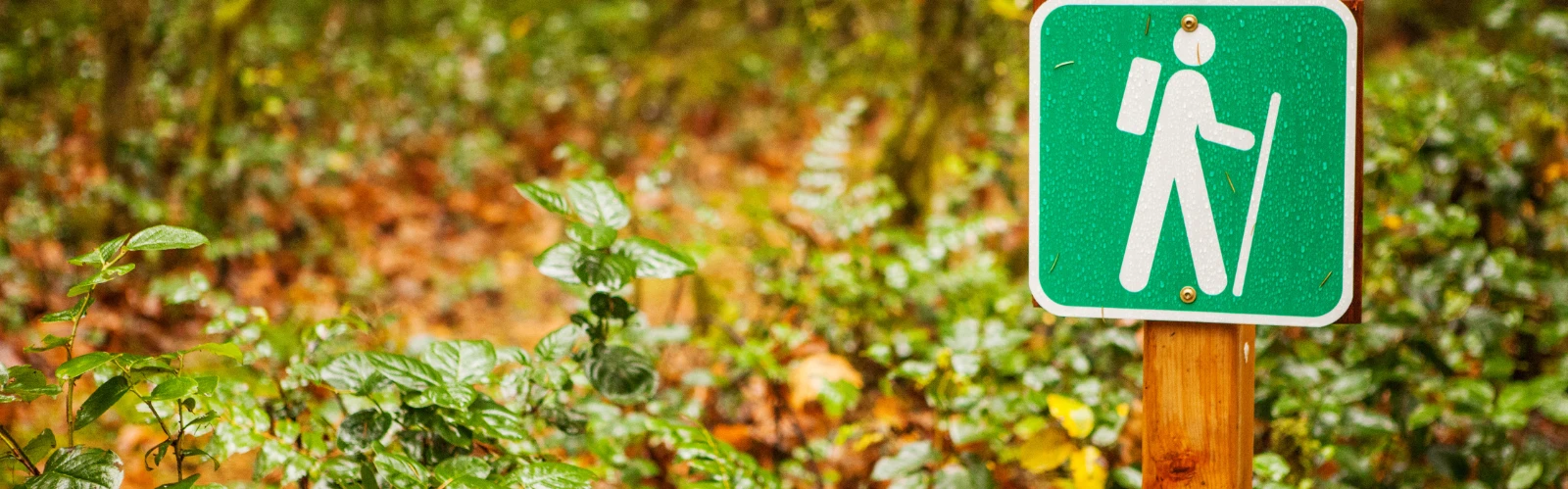 Pismo Preserve Hiking Trails: Scenic Views & Wildlife