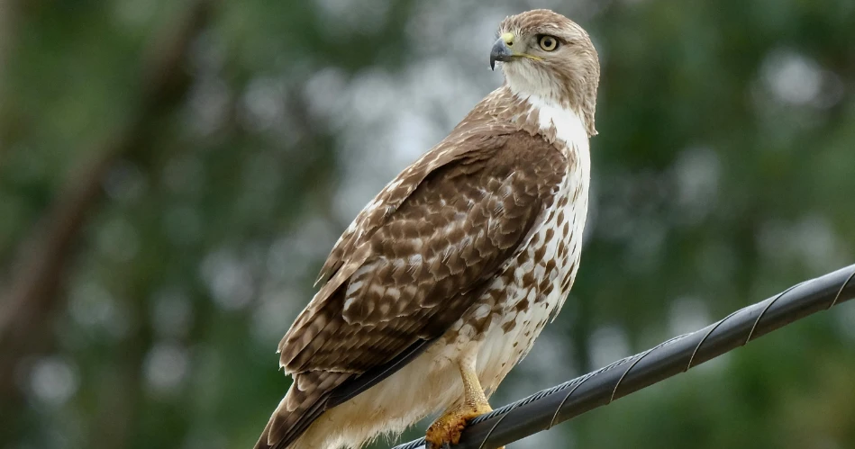 Pismo Preserve Hiking Trails: Scenic Views & Wildlife