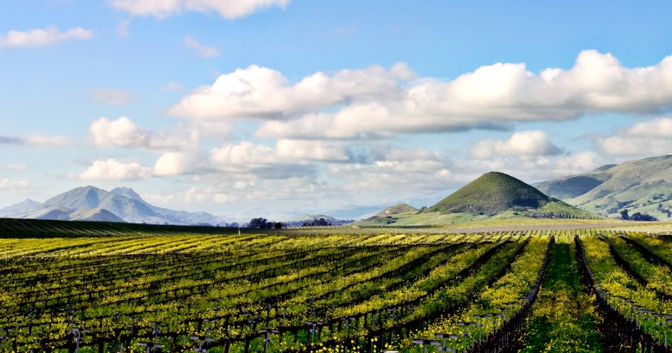 Wine Tasting Near Pismo Beach: Best Vineyards & Views