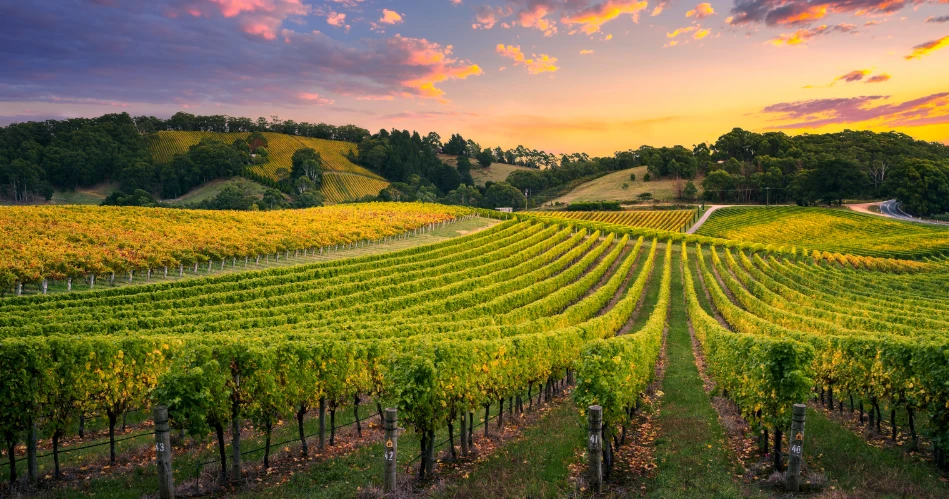 Wine Tasting Near Pismo Beach: Best Vineyards & Views